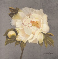 Obrázek 18x18, bílá pivoňka, rám sv. dub - červotoč