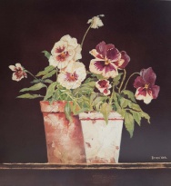 Obrázek 30x30, macešky v květináči, rám bílý s patinou