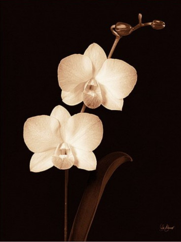 Obrázek 30x40, orchidej, rám bílý s patinou