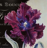 Obrázek 18x18, divoký tulipán, rám sv. dub - červotoč