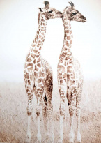 Obrázek 30x40, žirafy, rám bílý s patinou