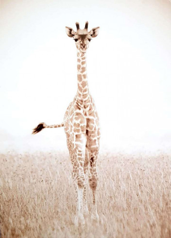 Obrázek 30x40, žirafa, rám bílý s patinou