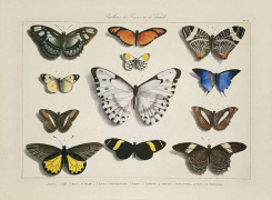 Obrázek 30x40, sbírka motýlů I., rám sv. dub - červotoč