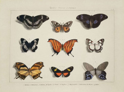 Obrázek 30x40, sbírka motýlů II., rám sv. dub - červotoč