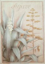 Obrázek 30x40, agave, rám sv. dub - červotoč