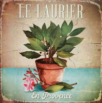 Obrázek 30x30, vavřín ll., rám sv. dub - červotoč