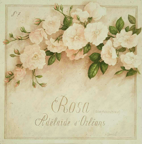 Obrázek 30x30, růže II., rám bílý s patinou