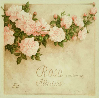 Obrázek 30x30, růže, rám sv. dub - červotoč