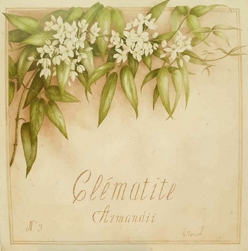 Obrázek 30x30, clématite, rám sv. dub - červotoč