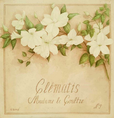 Obrázek 30x30, clématis, rám sv. dub - červotoč
