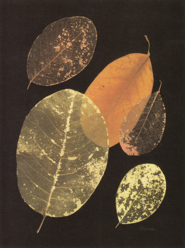 Obrázek 17x22, listy I., rám bílý s patinou