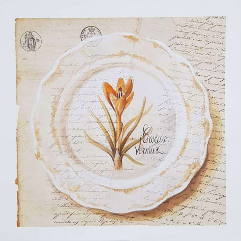 Obrázek 33x33. talíř s krokusem, rám bílý s paitnou