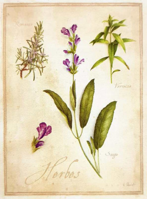 Obrázek 13x18, rozmarýn, rám bílý s patinou