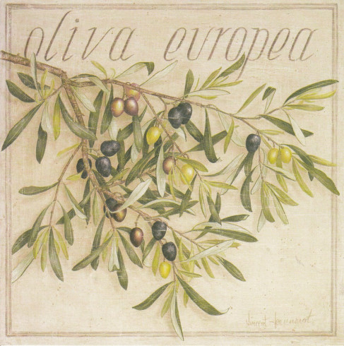 Obrázek 14x14, olivia europea, rám bílý s patinou