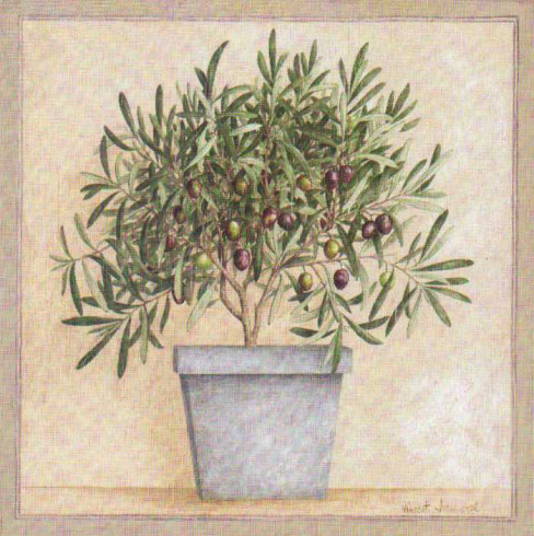Obrázek 20x20, olivovník v květináči, rám bílý s patinou