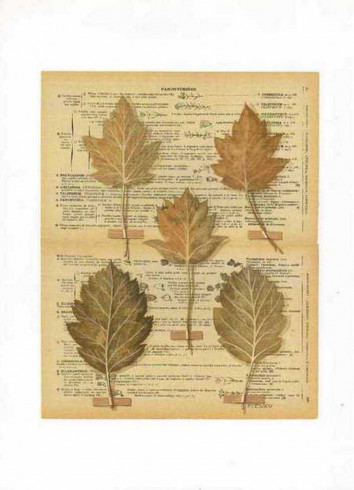 Obrázek 30x40, listy jeřáb & topol, rám bílý s patinou