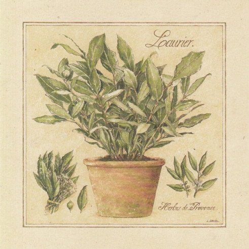 Obrázek 14x14, vavřín, rám SM1