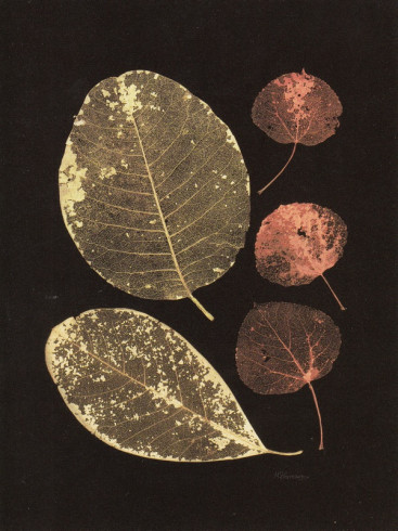 Obrázek 17x22, listy II., rám bílý s patinou