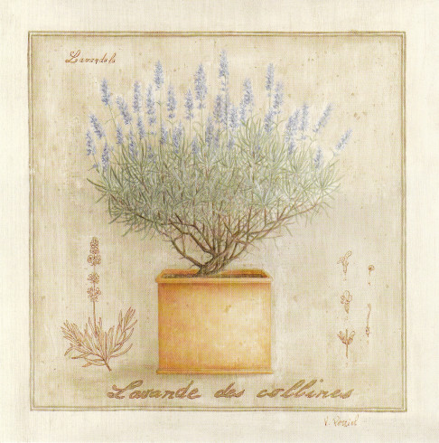 Obrázek 30x30, levandule, rám SM1