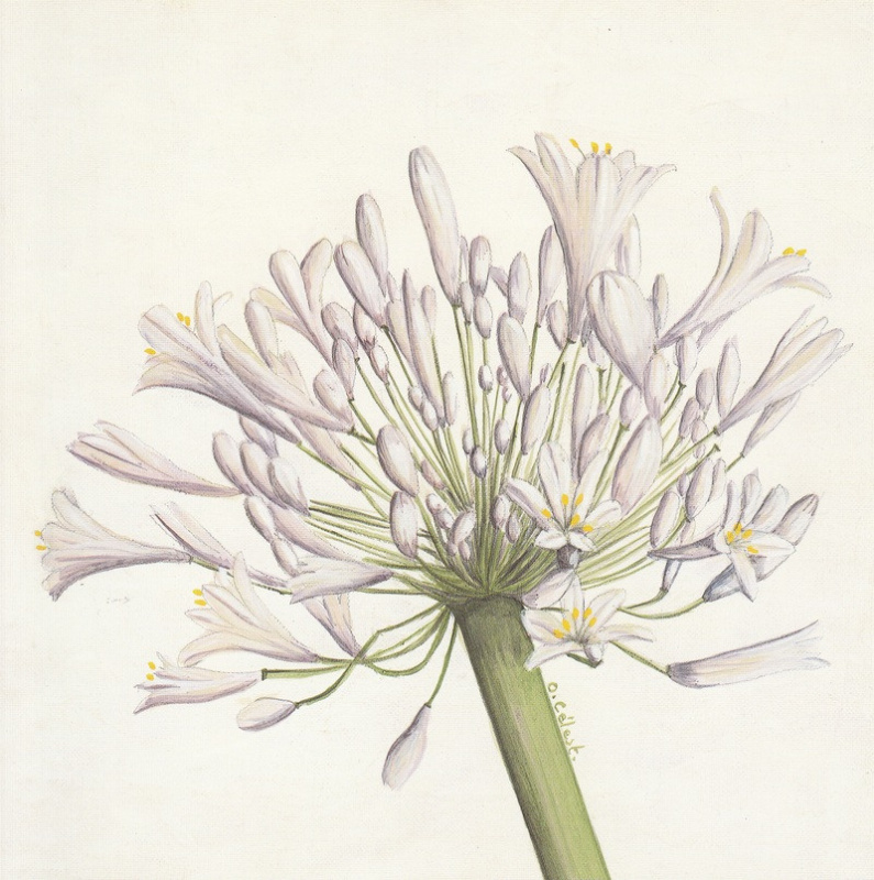 Obrázek 18x18, kvetoucí česnek, rám sv. dub - červotoč